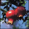 Tu B'Shevat Customs