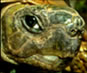 Turtles